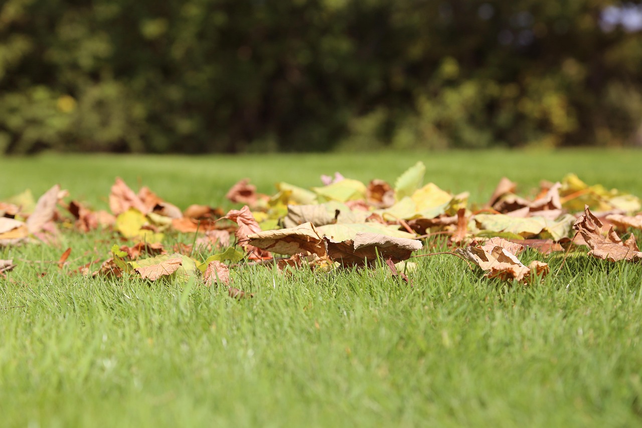 Fallen leaves gathered on a green lawn